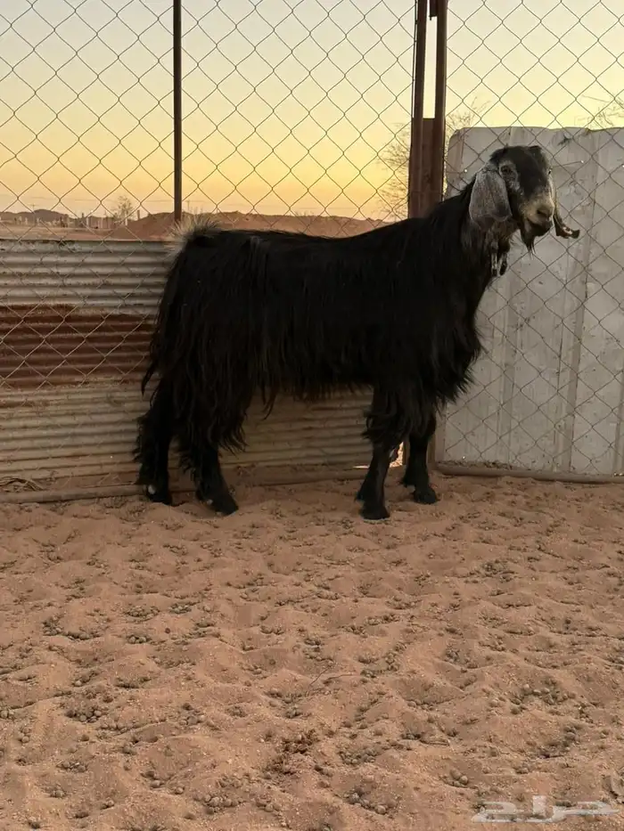 فحل عارضي اجم 3