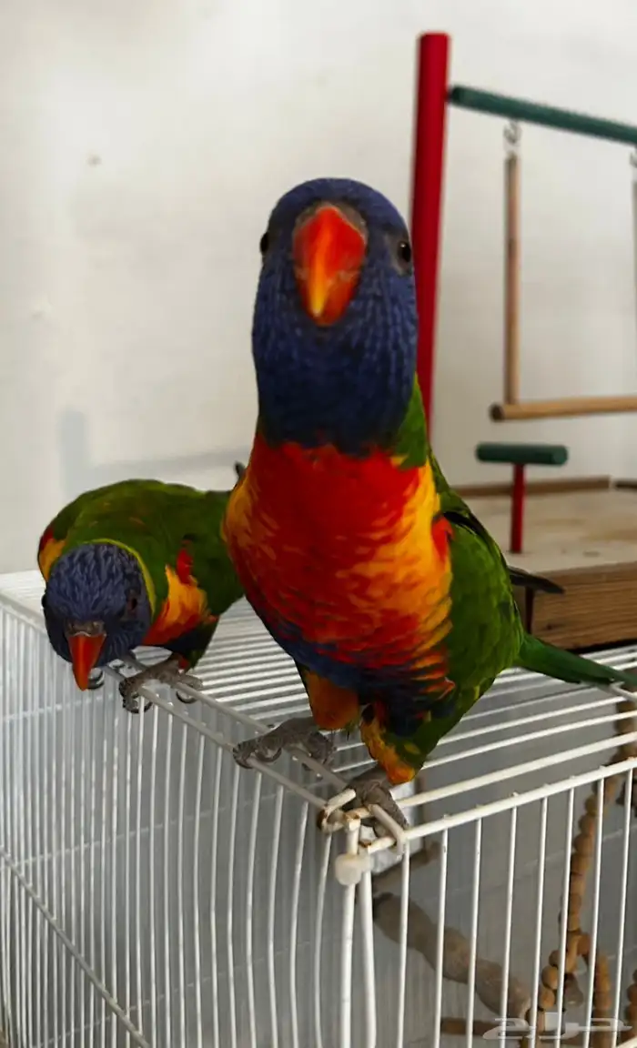 ماشاءالله لوري ريمبو 1