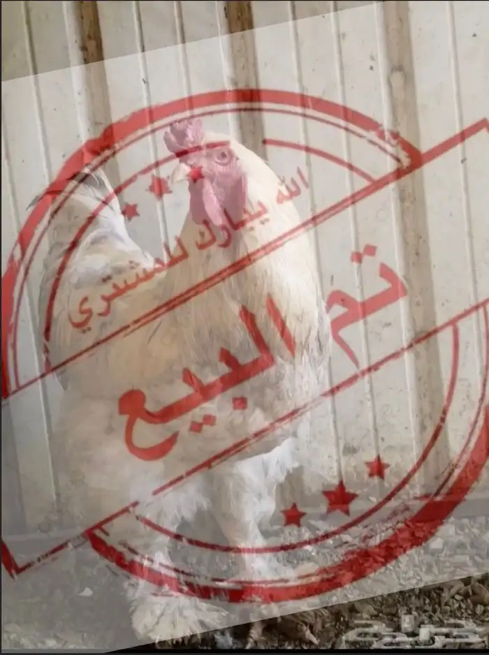 طقم براهما أمريكي TOP (تم البيع الله يبارك للمشتري) 6
