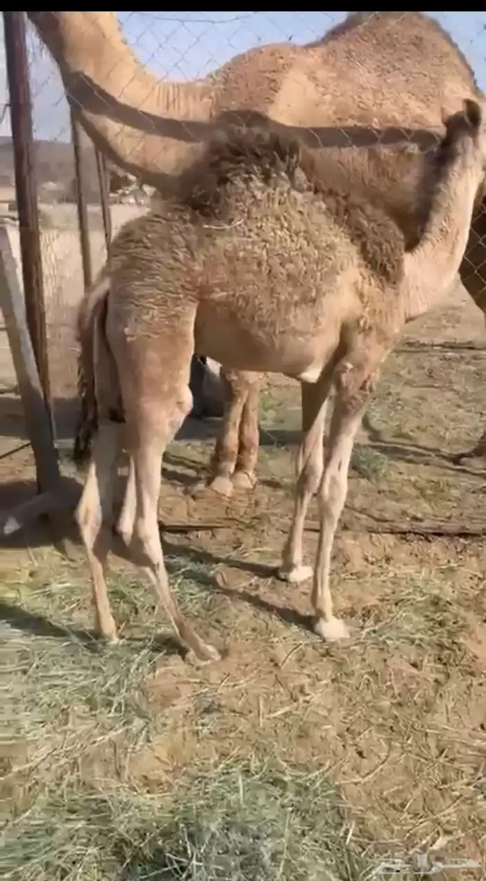 قعود كفو عمره 4 شهور 0