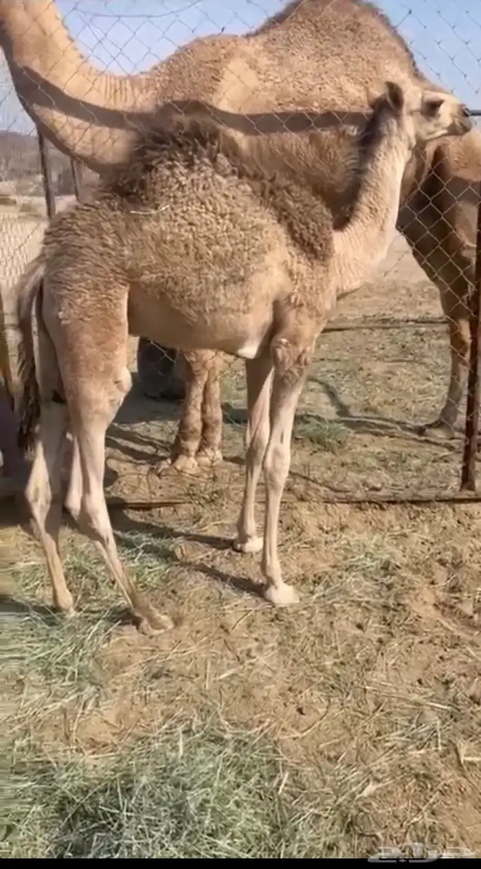 قعود كفو عمره 4 شهور 1