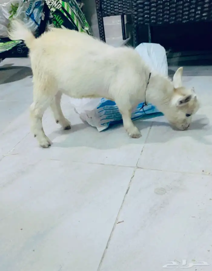ماعز قزم 1