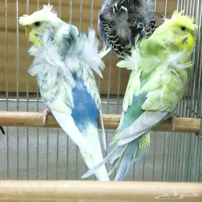 مطلوب بادجي هوقو 1