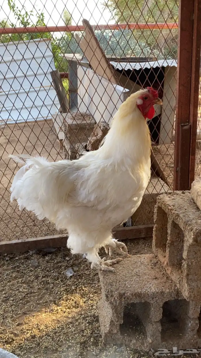 ديوك براهما جميع الاعمار 4