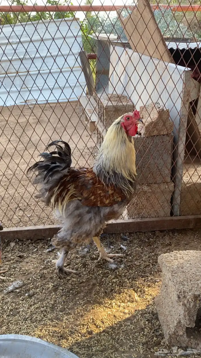 ديوك براهما جميع الاعمار 1