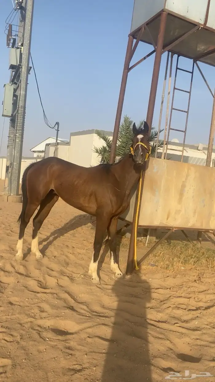 من يبغا المهر الكفو موجود 0