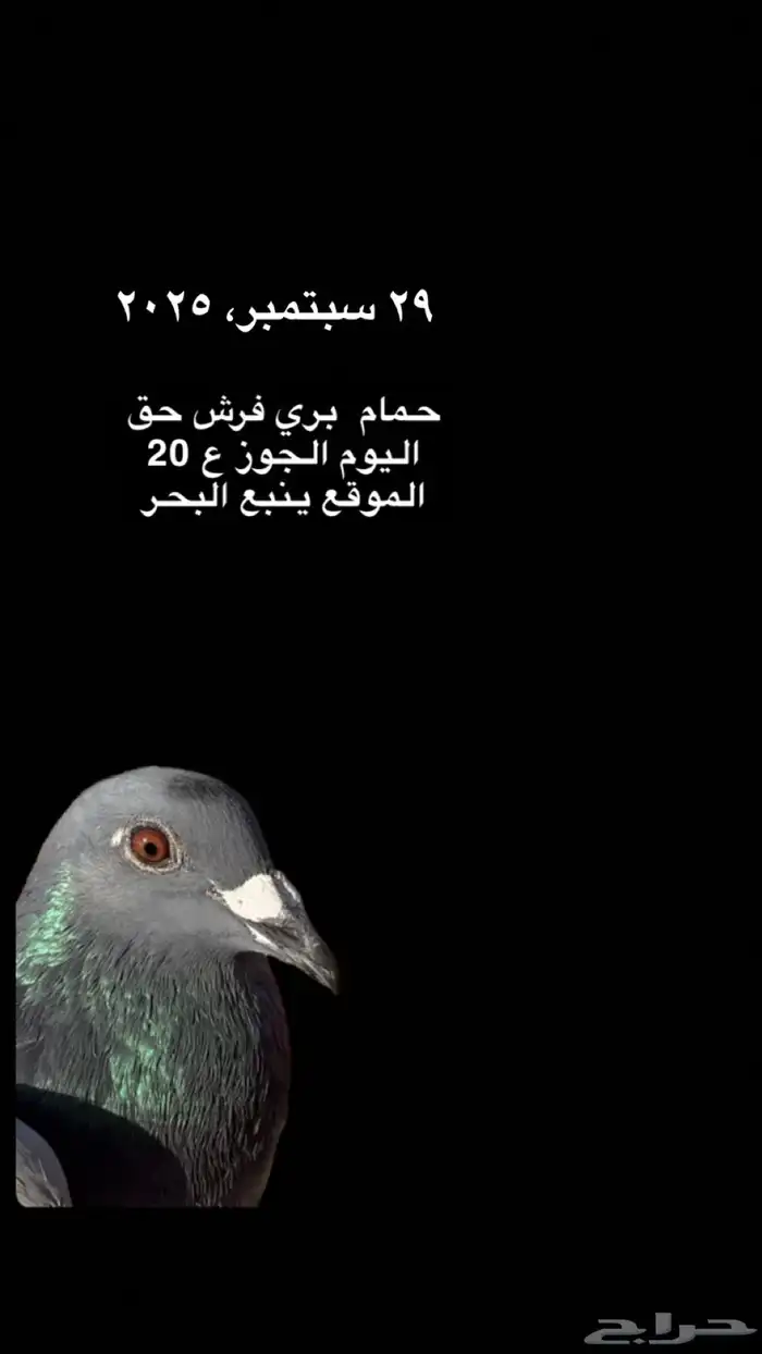 حمام بري فرش 0