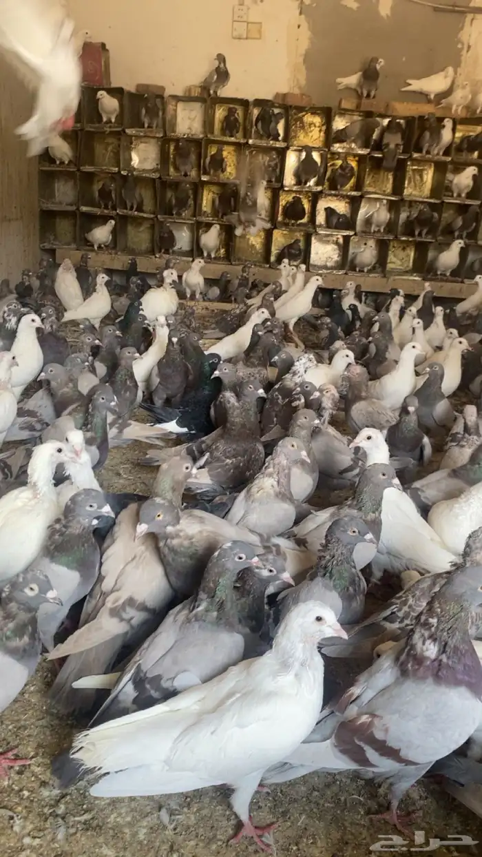 حمام فرنسي من العدد الموجود من 200 الا 300 جوز 0