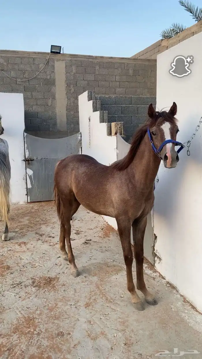مهر للبيع 0