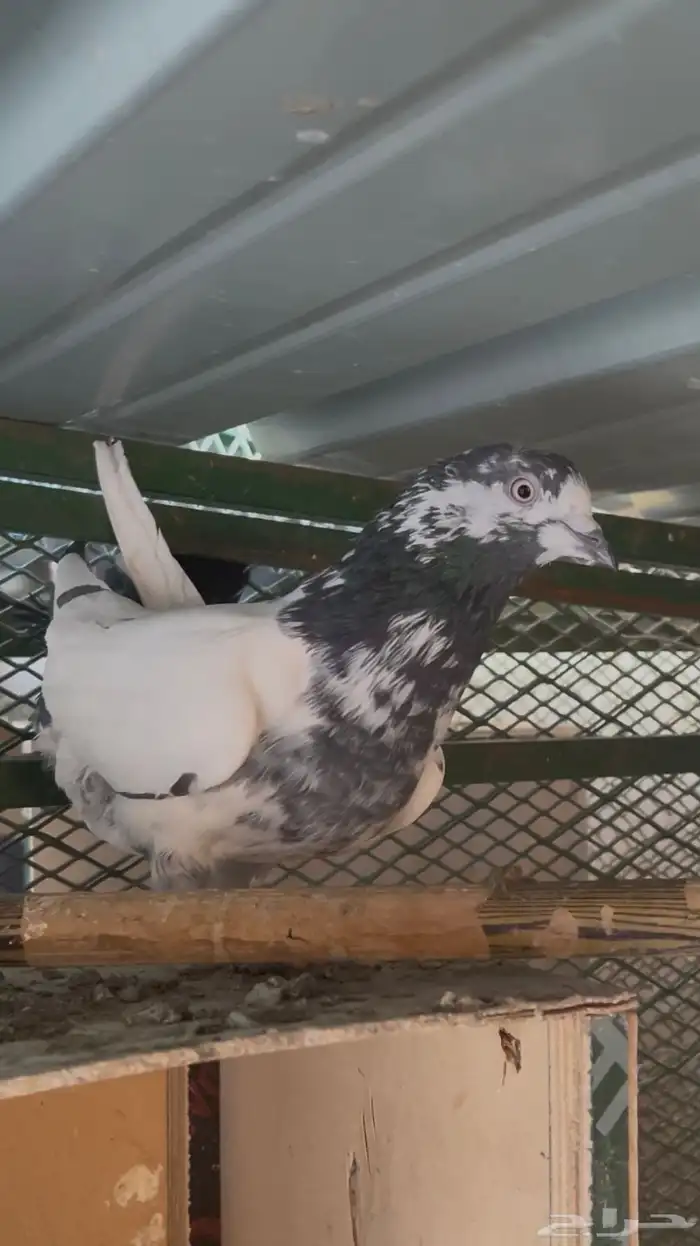 جوز قطايف وجوز باكستاتي 6