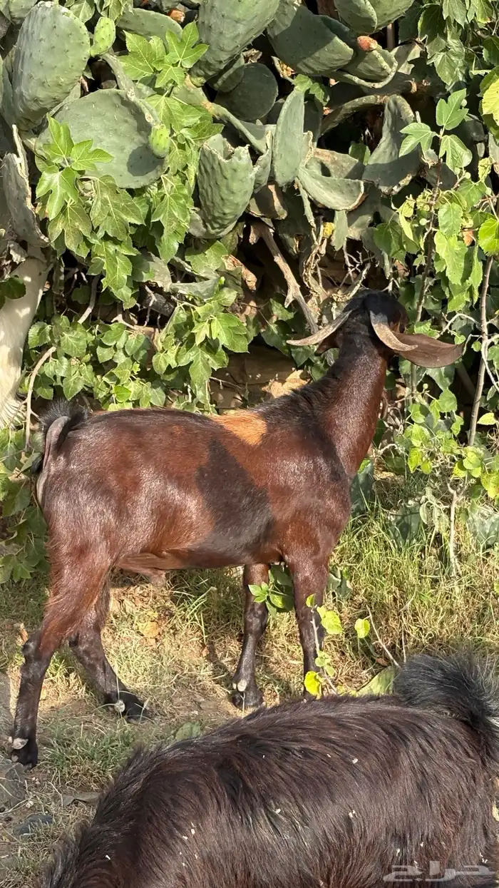 ماعز للبيع 3