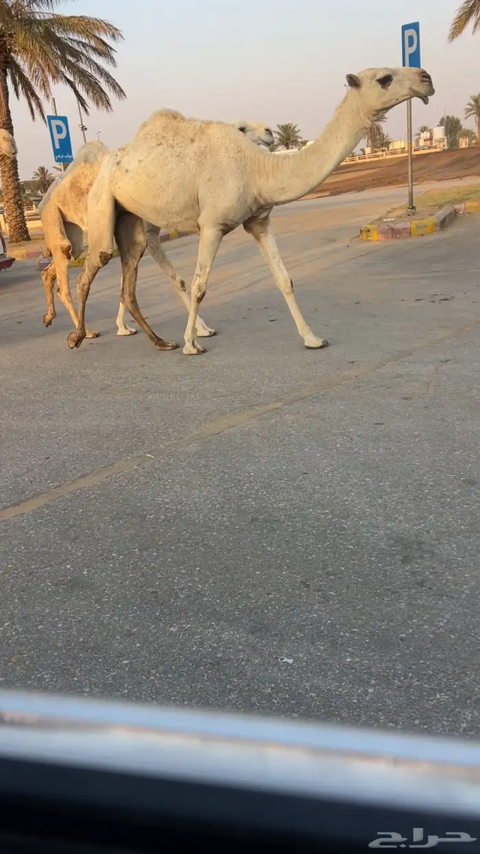 للبيع بكره وضحى لقيه 1