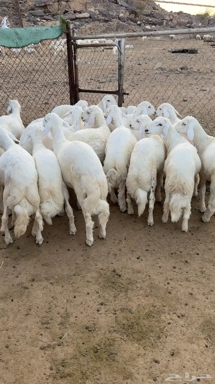 19 خروف فل فل شحم 1