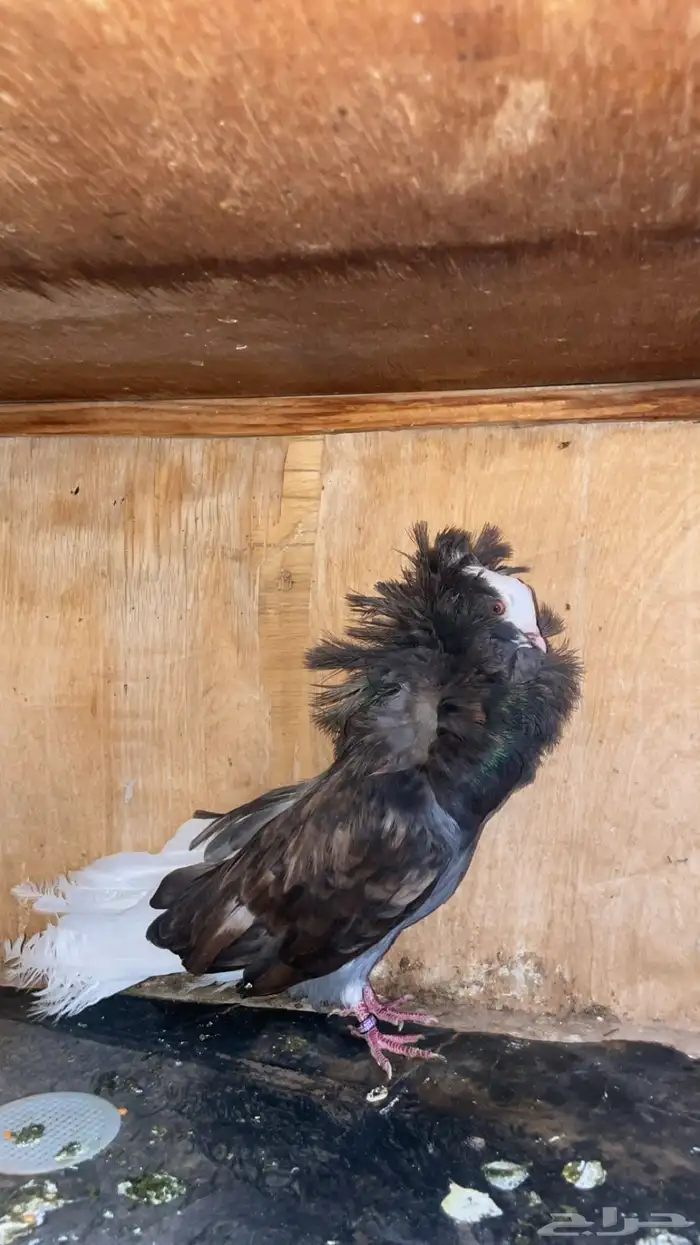 ذكر جاكوبين 1