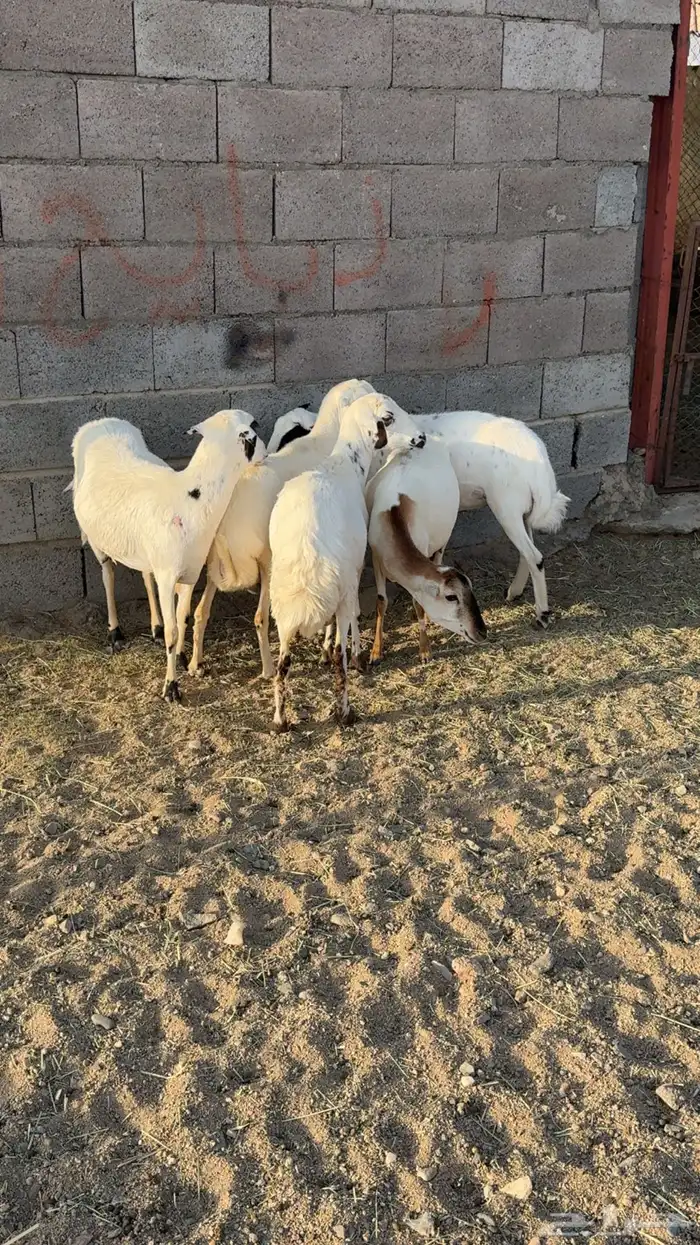 ضأن صمع 4