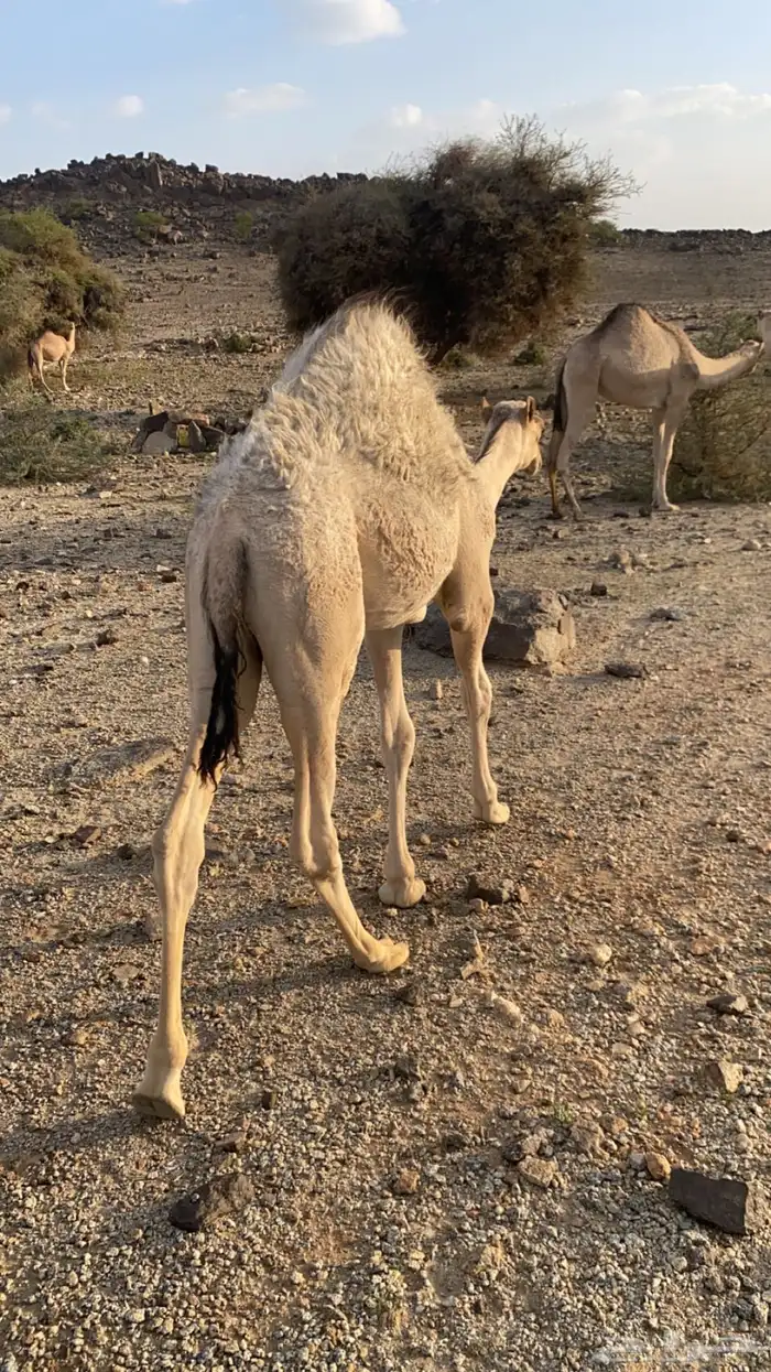 قعود كفووو على حليب أمه والبرسيم 3