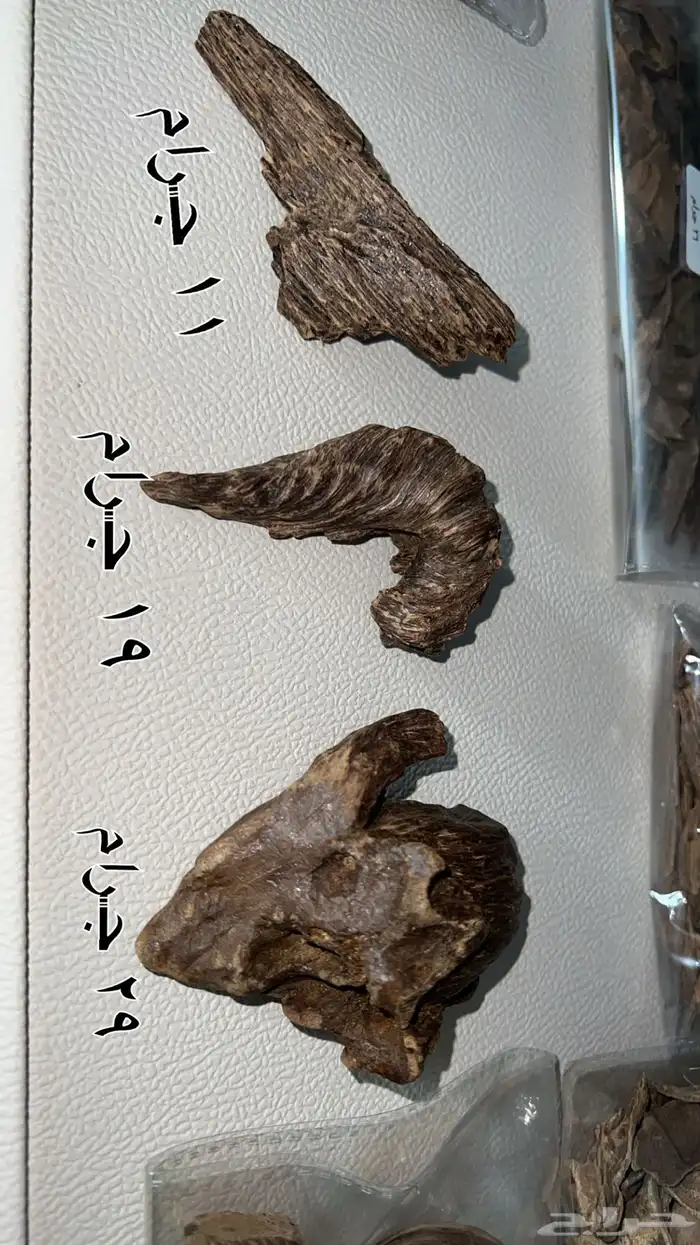 عود ماليزي قديم صك 3