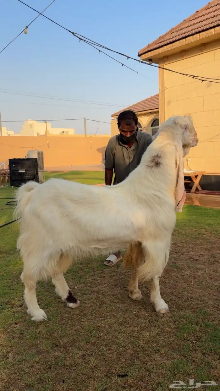 تيس مطور ضغط عالي ( الأهل الزين ) 0