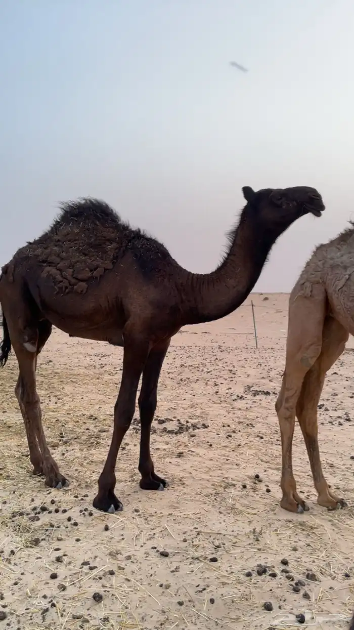 قعود للبيع 0