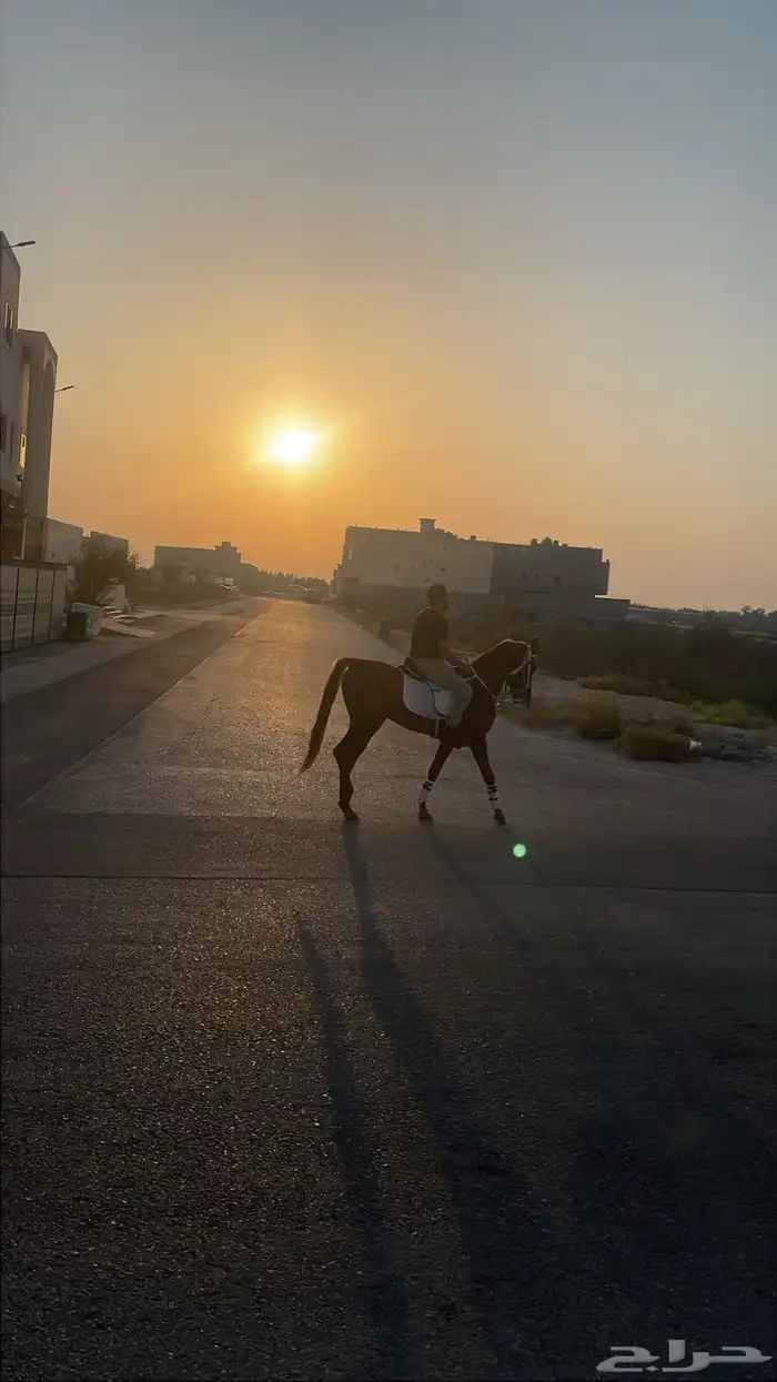 حصان مصري حصان واهو 1