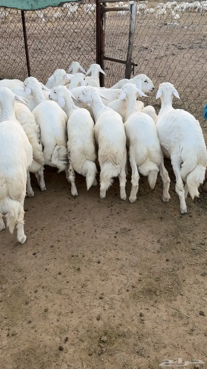 19 خروف فل فل شحم 0