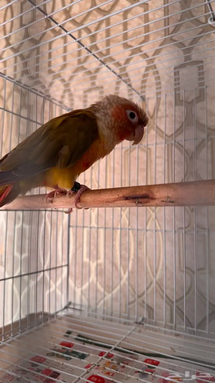 ذكر كنيور اناناس رد فاكتور صبغه محلل ( تم البيع) 4