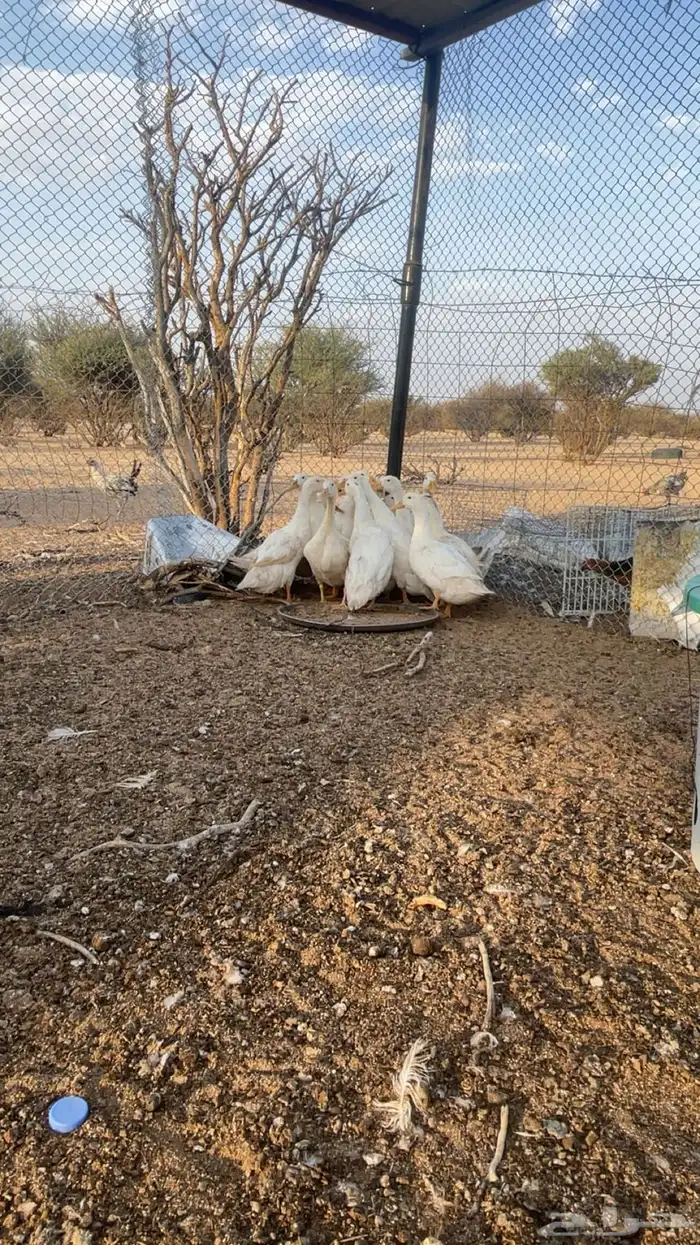 للبيع بط بكيني 3