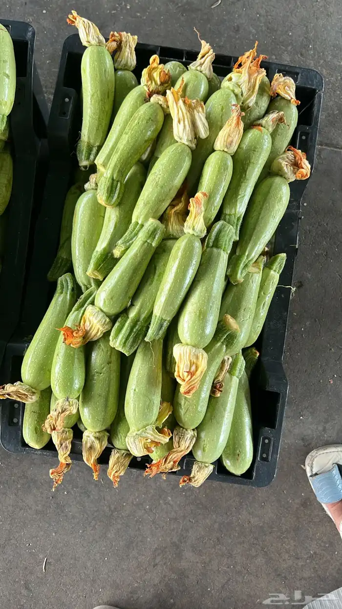 مندوب خضروات وفواكه من سوق العزيزية 6