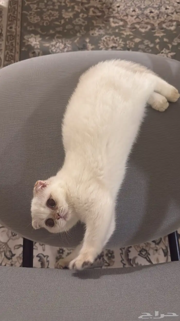 قطط 0