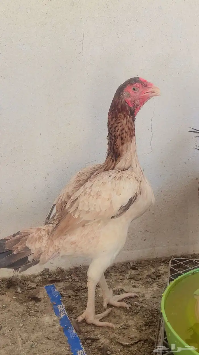 دجاج باكستاني للبيع شرورة 6