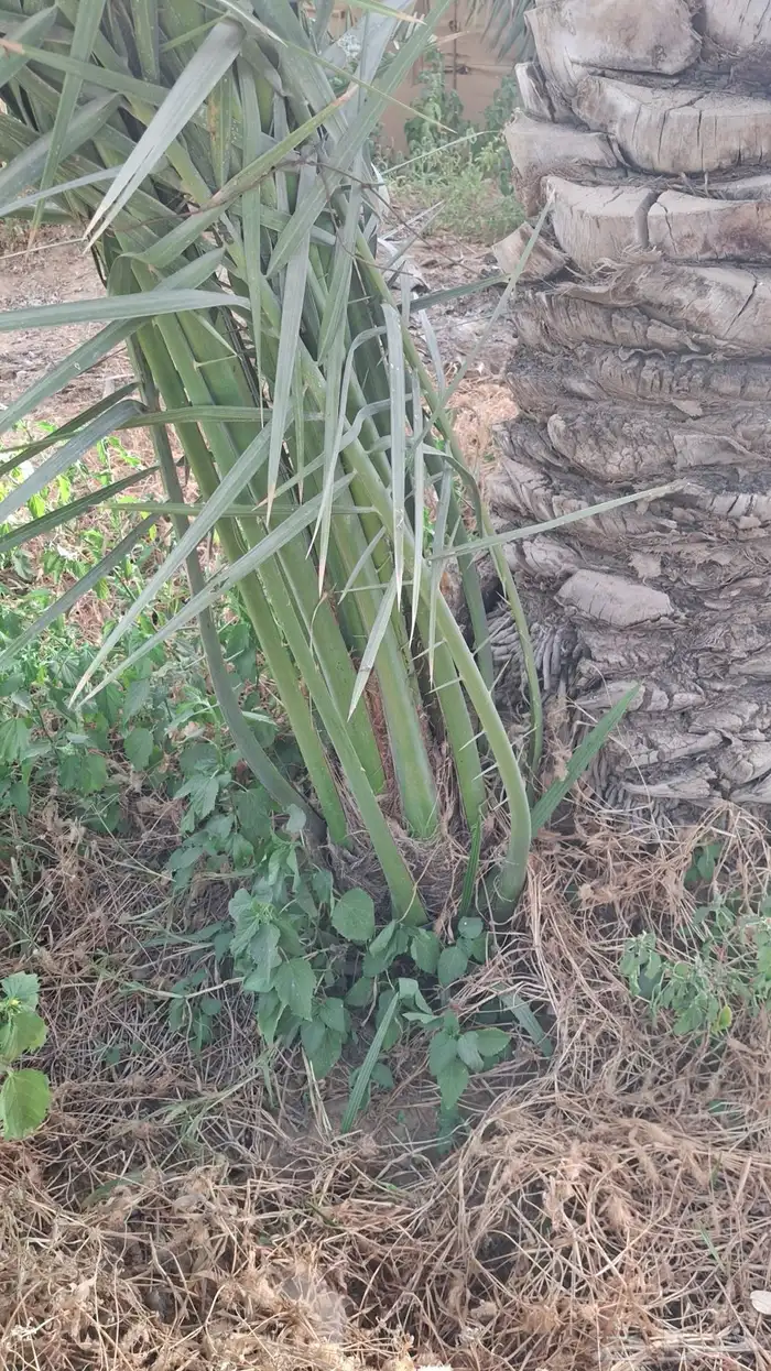 نخيل للبيع سكري صقعي حلوه 9