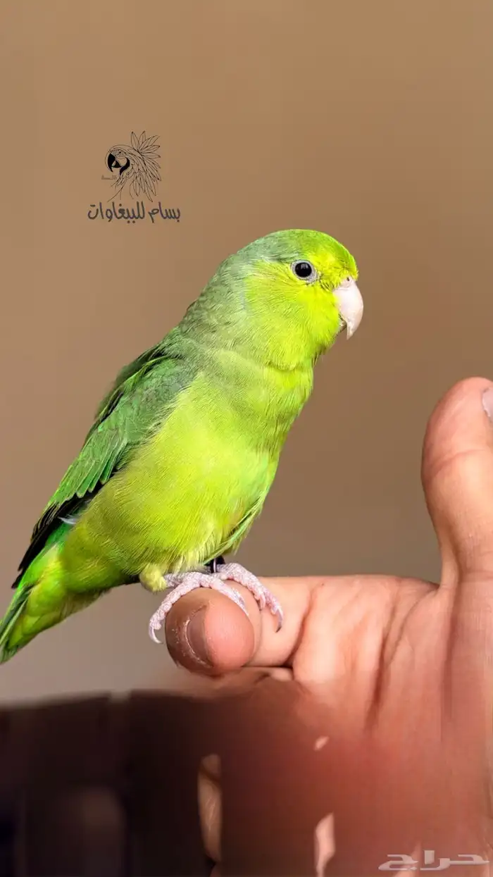 بارتوليت او ميني روز اصغر ببغاء في العالم 3