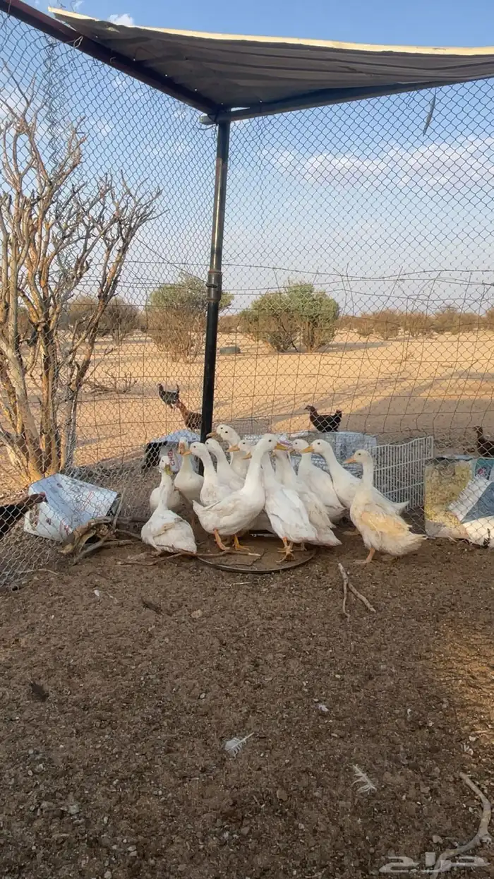 للبيع بط بكيني 4