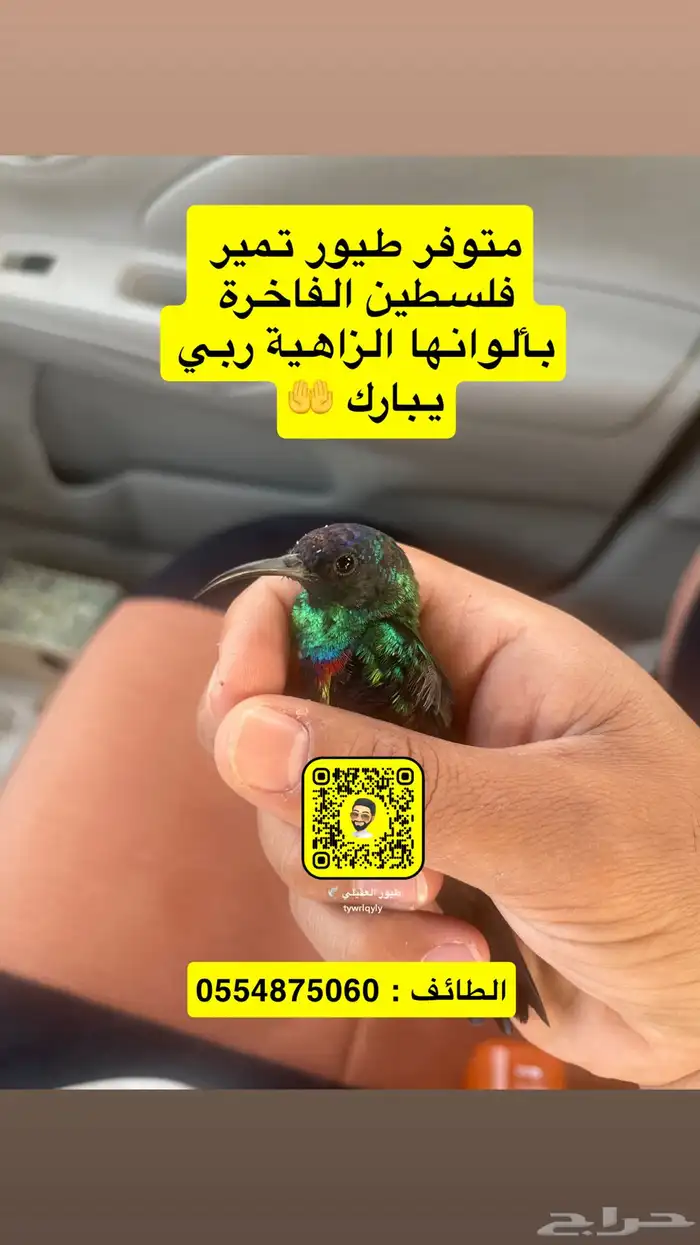 طيور تمير فلسطين فاخرة ربي يبارك 1