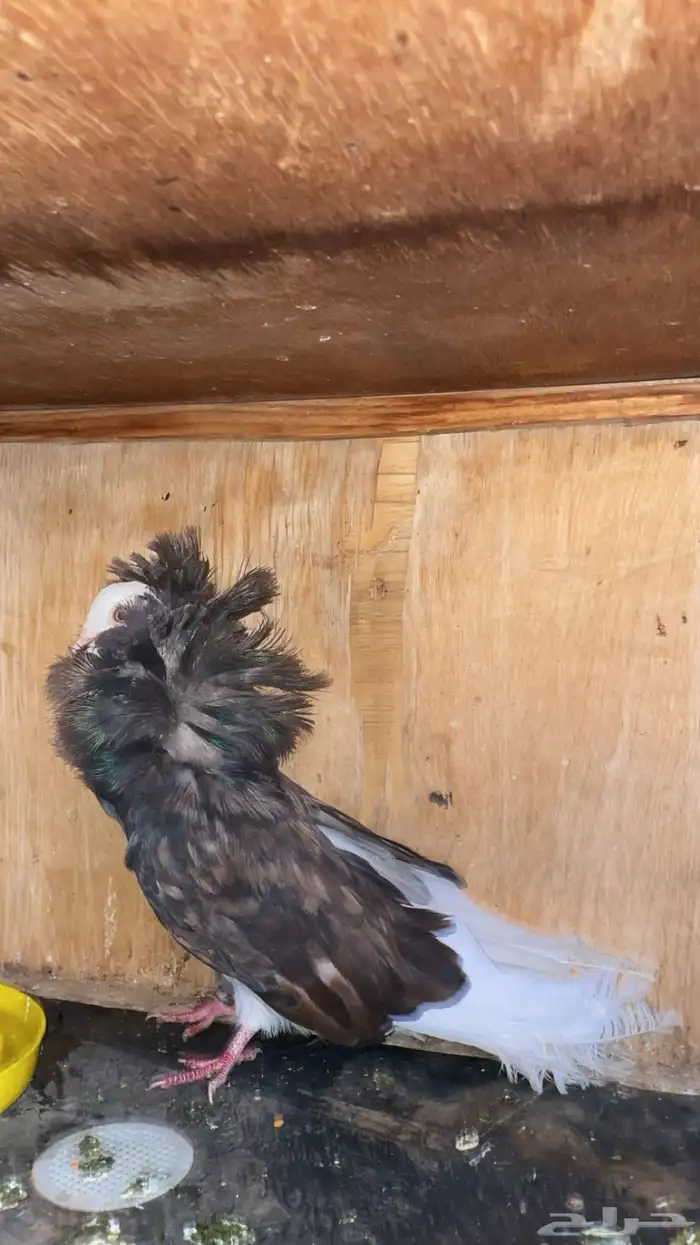 ذكر جاكوبين 2