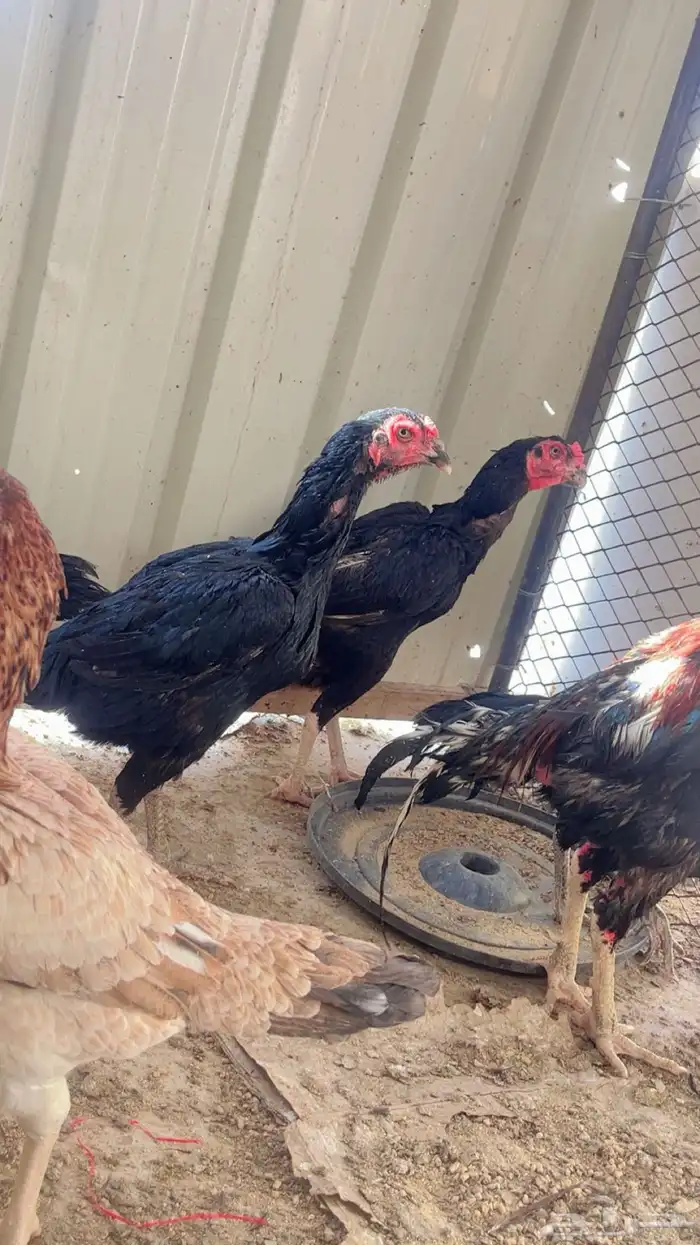 دجاج باكستاني للبيع شرورة 5