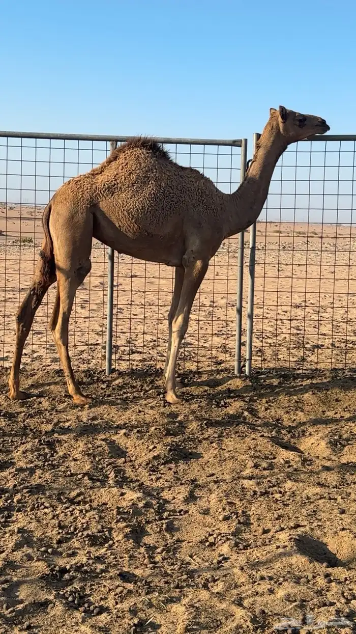 بكره بنت بذيع جمل سبوق بروابطه 1