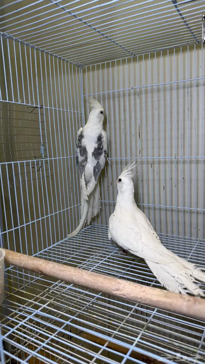 جوز كروان ( تم الببع ) 0