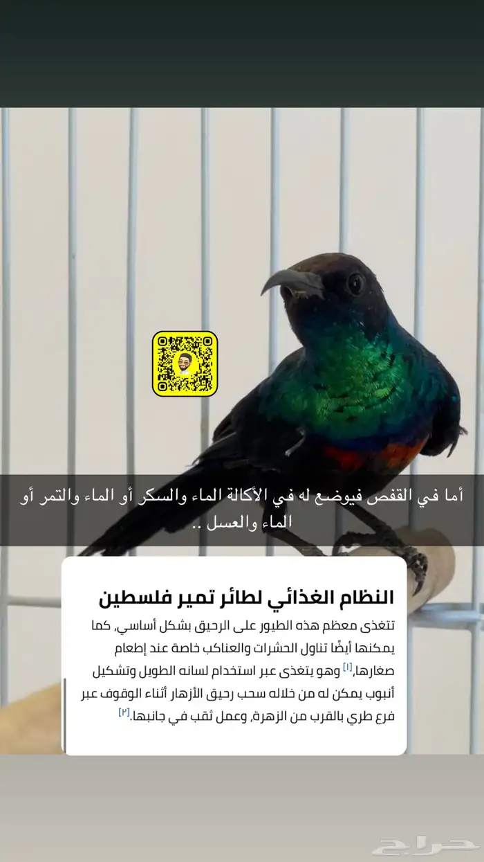 طيور تمير فلسطين فاخرة ربي يبارك 2
