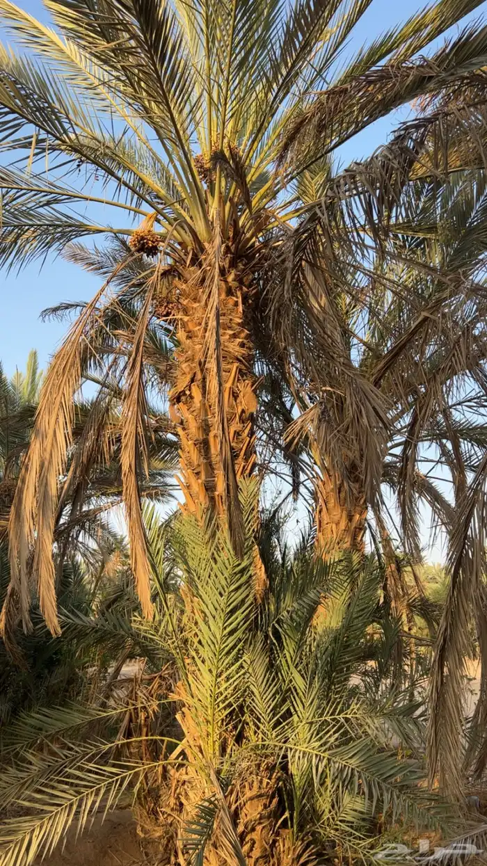 للبيع نخل طويل وادي الدواسر السليل 2