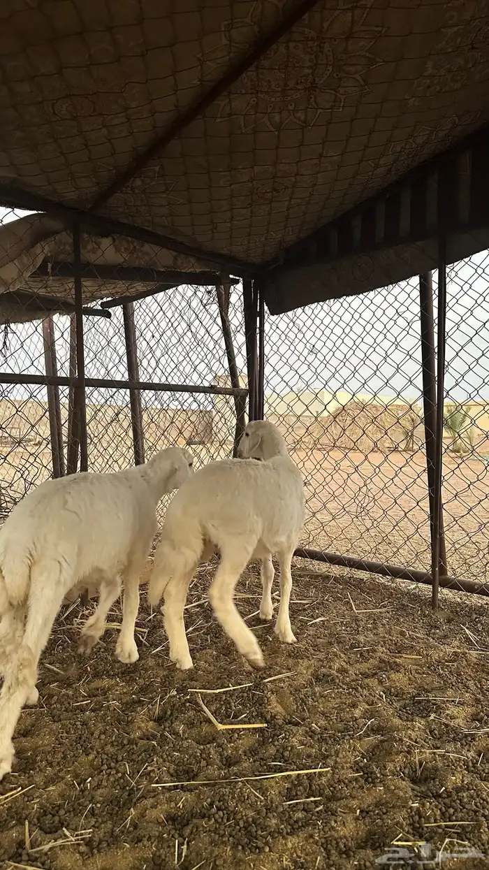 خرفان للبيع 2