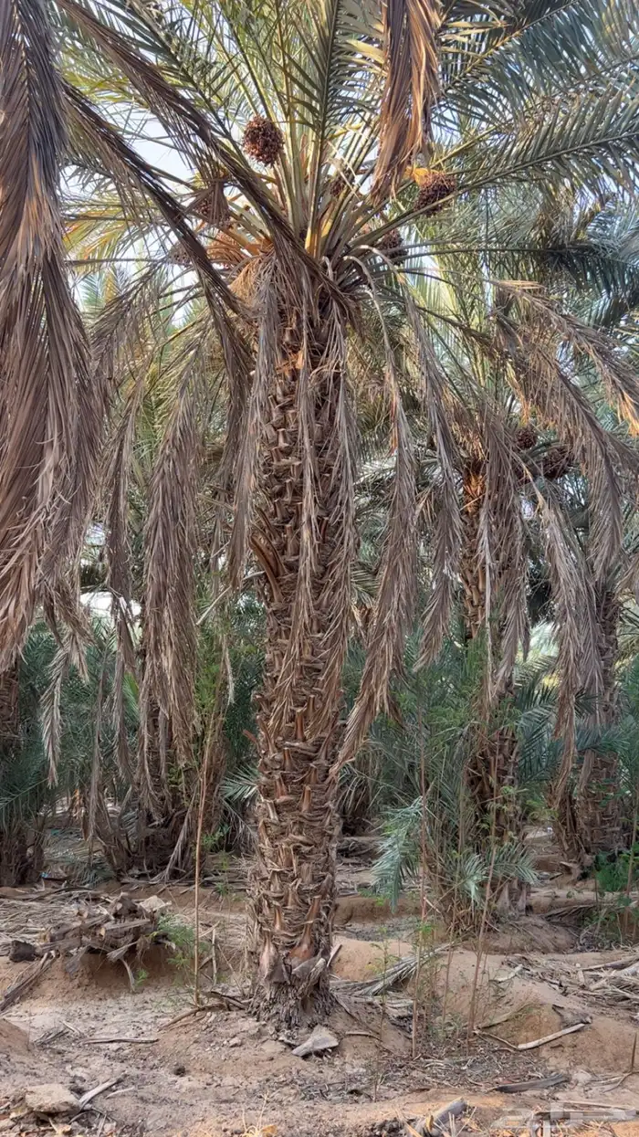 للبيع نخل طويل وادي الدواسر السليل 1