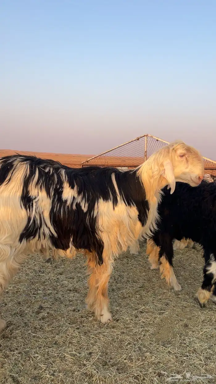 خروف نجدي 6