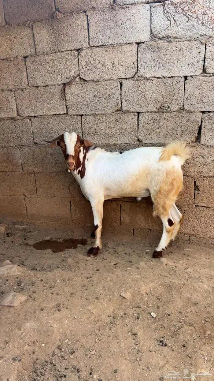 تيس فحل 0