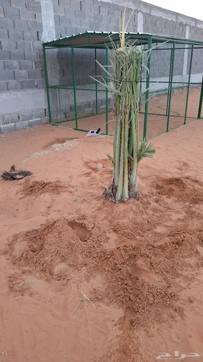 نخيل للبيع سكري صقعي حلوه 7