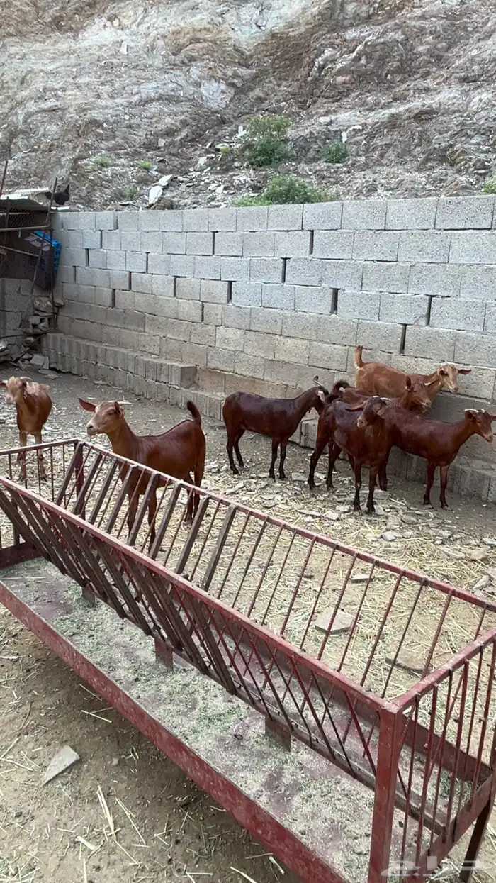 جفار 0