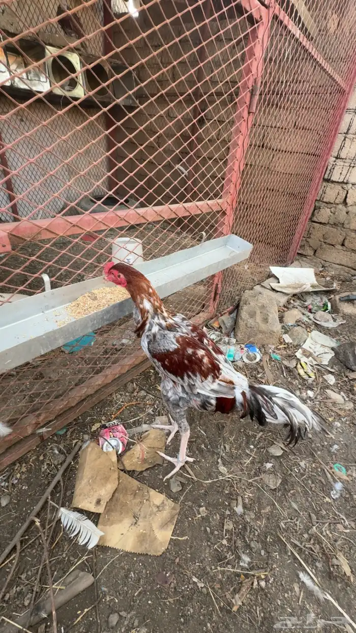ديك سندي للبيع 2