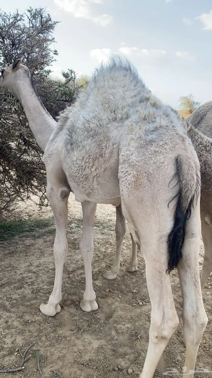 قعود كفووو على حليب أمه والبرسيم 0