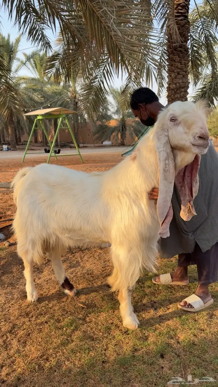 تيس مطور ضغط عالي ( الأهل الزين ) 3