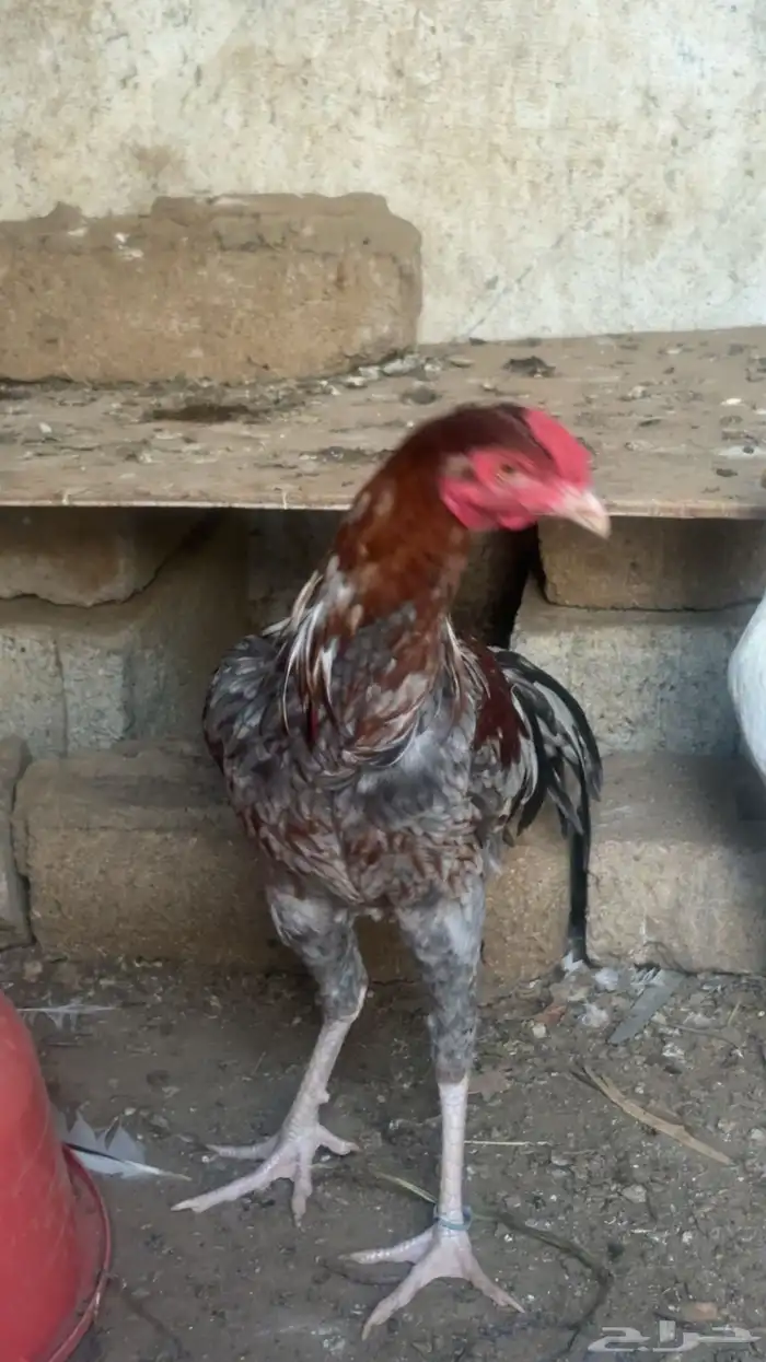 ديك سندي للبيع 3